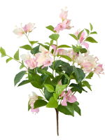 Куст розовой Бугенвиллии 50см