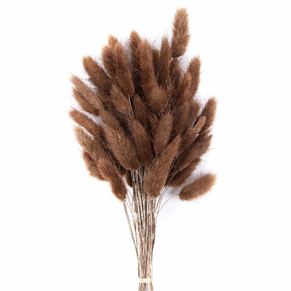 Сухоцветы ЛАГУРУС ШОКОЛАД 65см 34гр