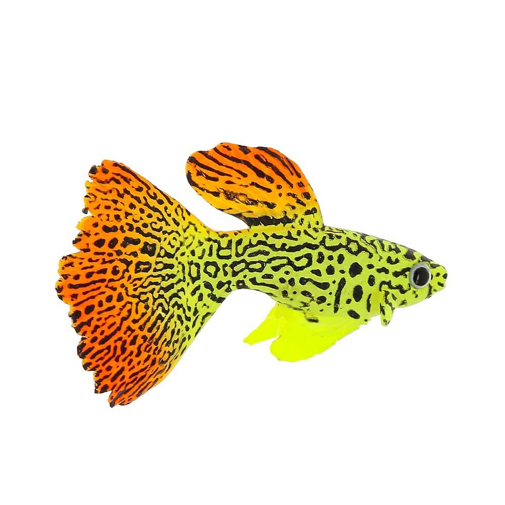 Gloxy декорация флуорисцентная "Рыба гуппи" на леске 8х2,5х4,5см