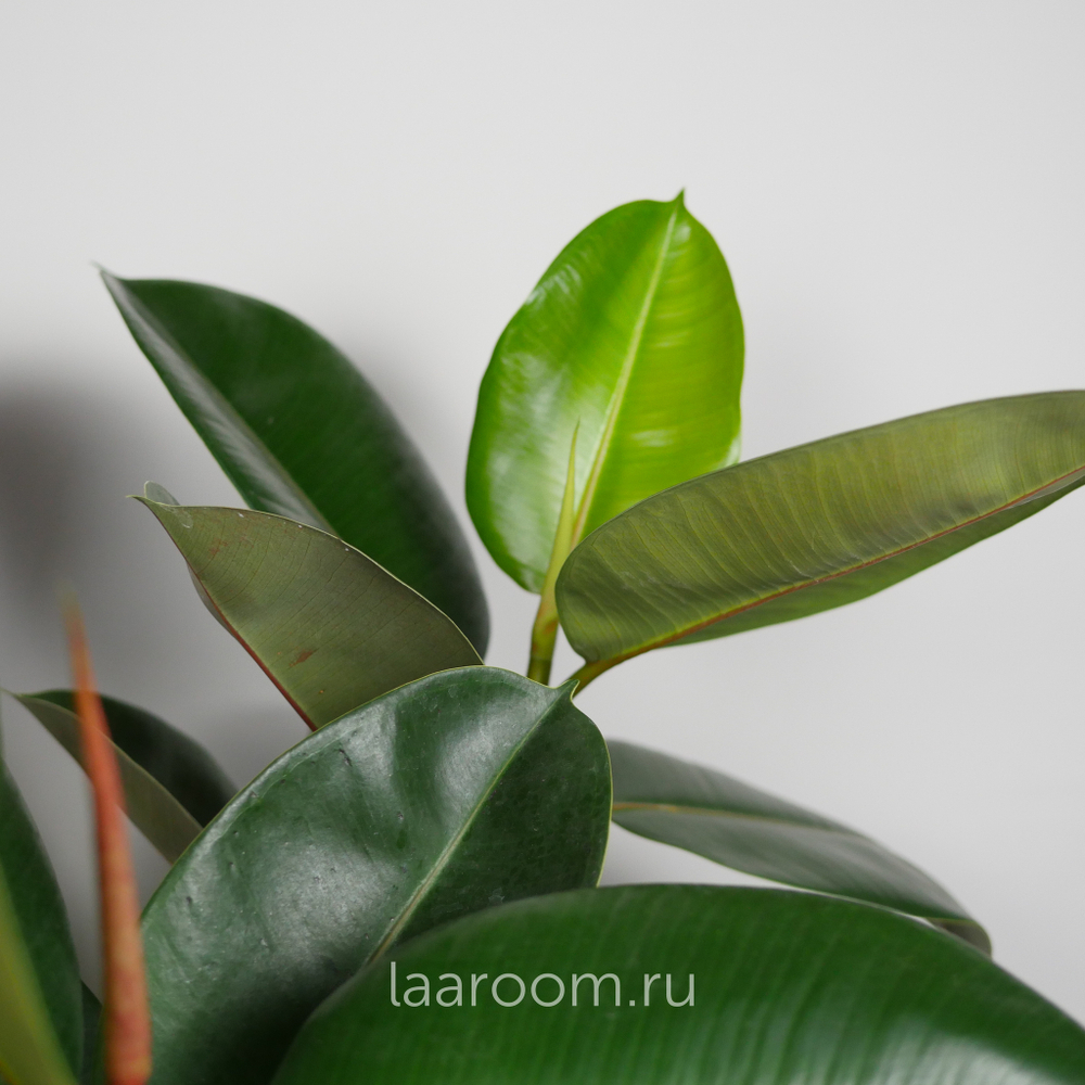 Фикус эластика Робуста 3 ств 27/120