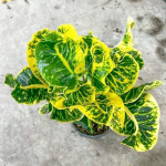 Кротон BARAMEE