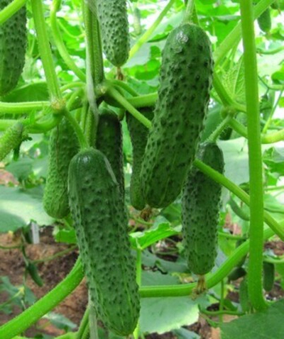 Огурец партенокарпический СВ 4097 F1