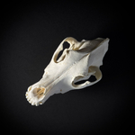 Череп собаки