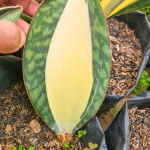 Сансевиерия MASONIANA MEDIOPICTA