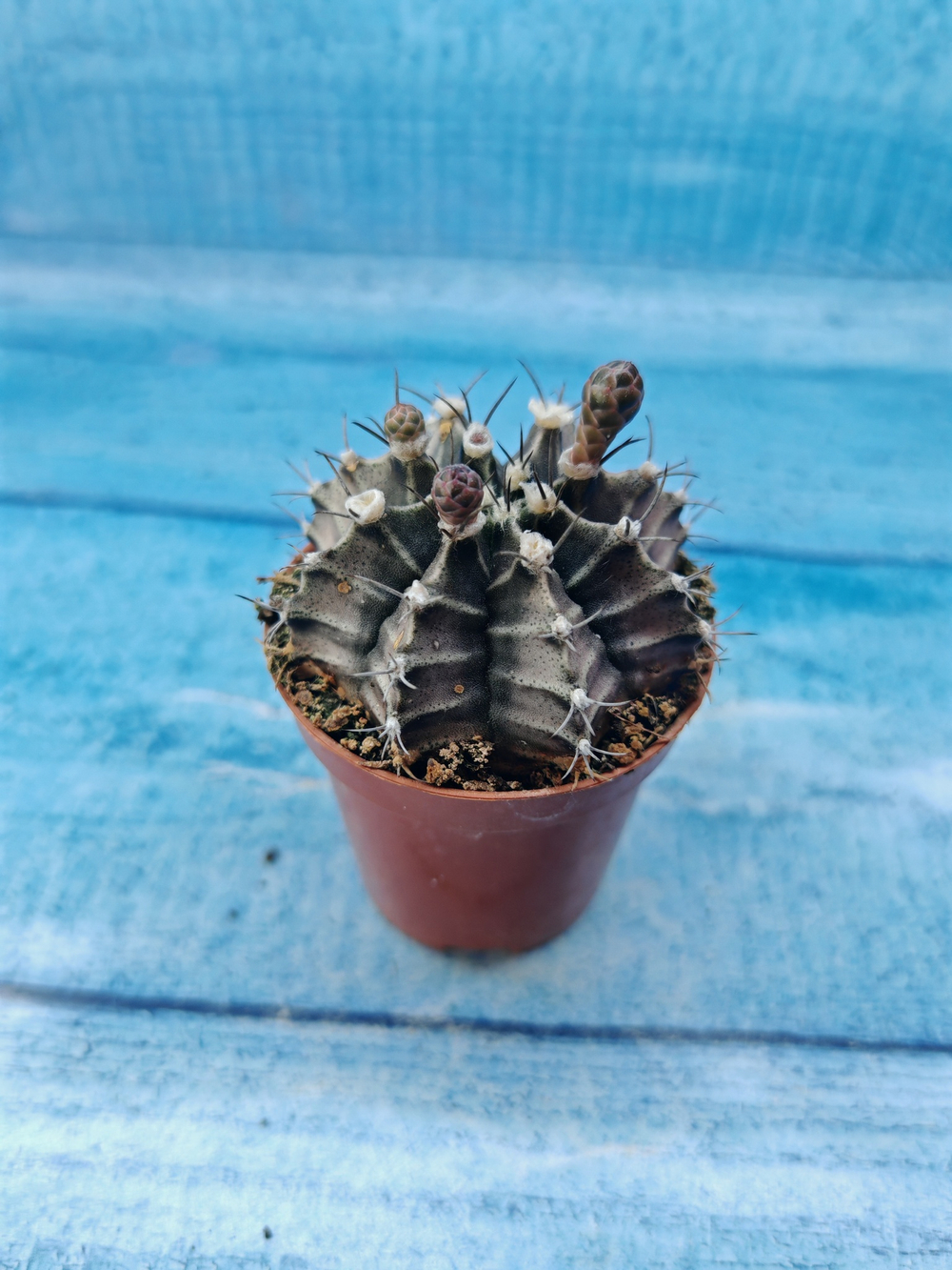 Gymnocalycium Friedrichii (Гимнокалициум)