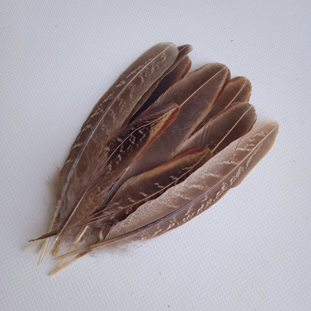 Перья фазана домашнего натуральные 10шт.