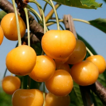 Черешня Рондо