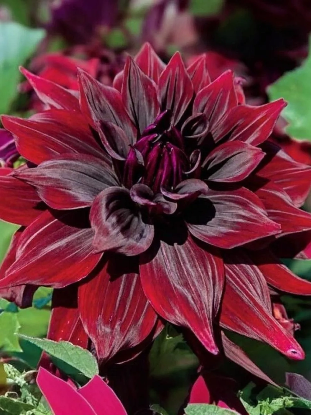 Георгин декоративный Бриджитт Алида