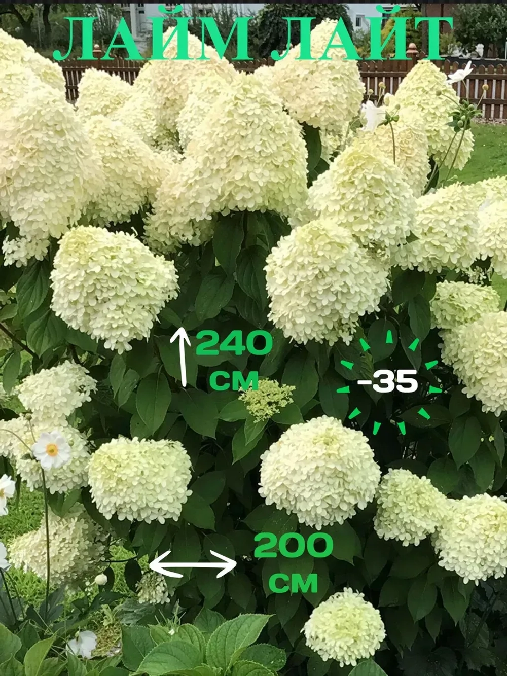 Лайм Лайт гортензия метельчатая