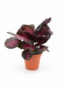 Калатея Lucky Goddess д.11