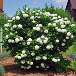 Калина обыкновенная Розеум штамб 90 см Закупка М66 апрель 20026