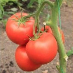 БЕЛФАСТ F1 семена томата (Enza Zaden | Alexagro)