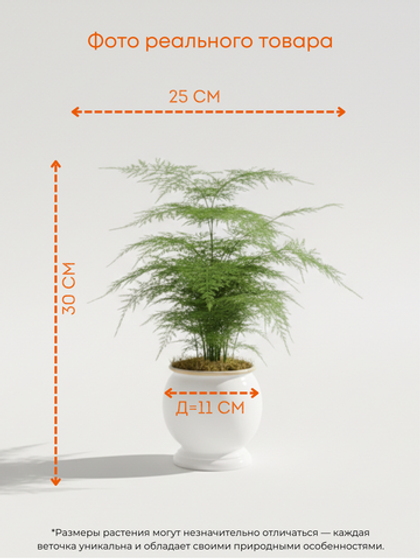Аспарагус Earth Mexican Fern пластиковый горшок д.12