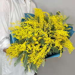 «Мимозель» букет из мимозы XL