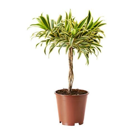 Драцена "Песня Индии"