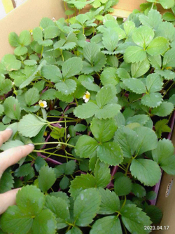 Клубника Азия 1шт Закупка М30 НАЛИЧИЕ