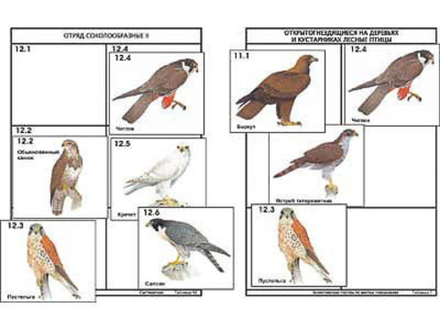 Комплект дидактических карточек: "Систематика и экология птиц" (95 шт., цвет., лам.)