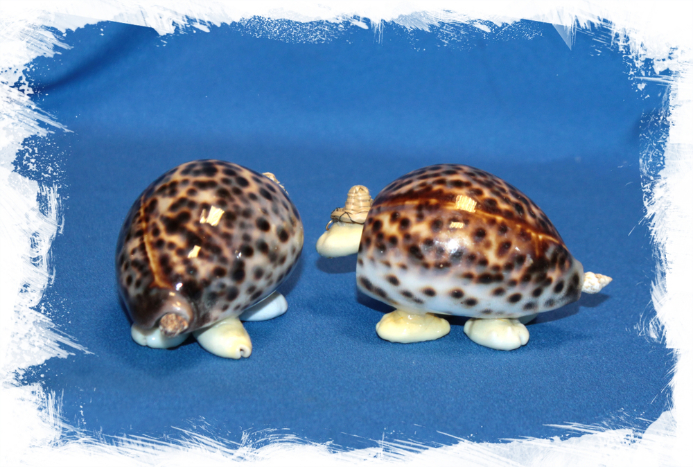Черепашка из ракушек