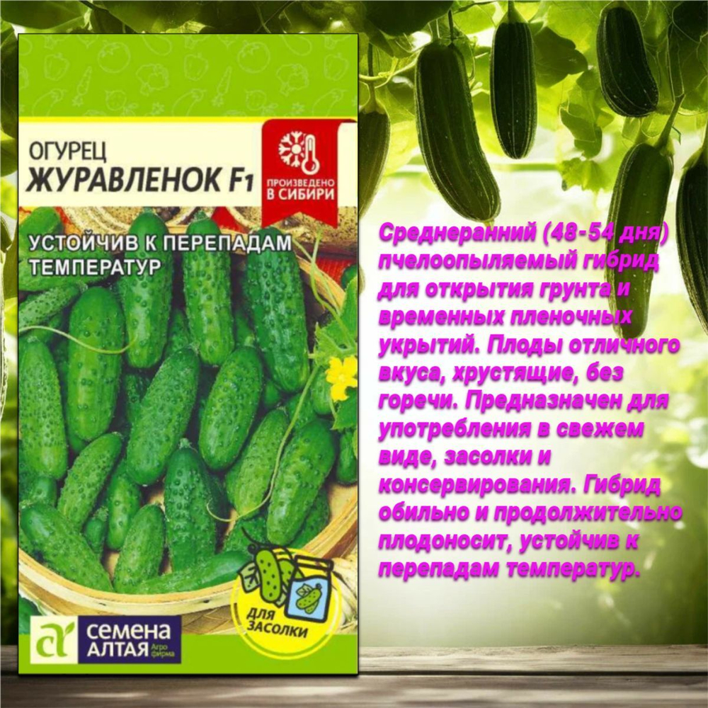 Лучшие сорта огурцов с прекрасными вкусовыми качествами