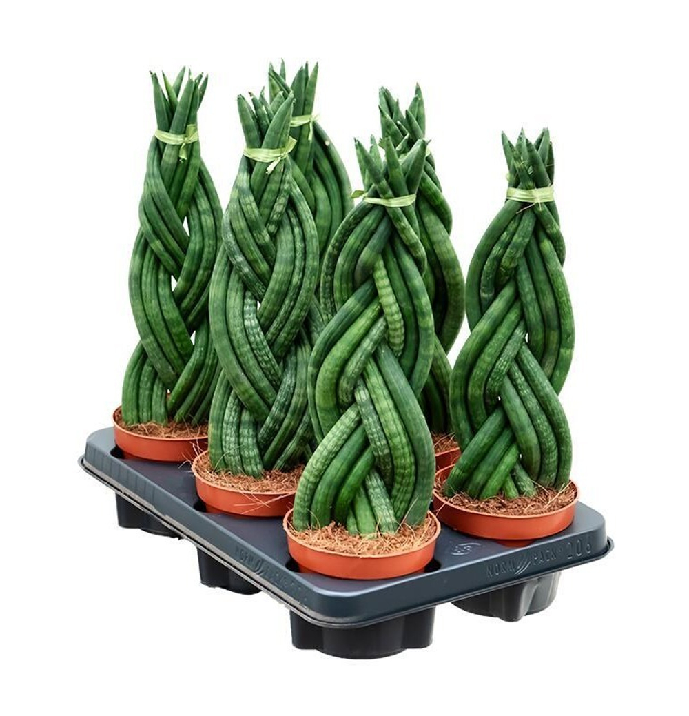 Сансевиерия цилиндр коса