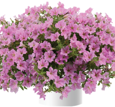 32245 Петуния LITTLETUNIA PINK