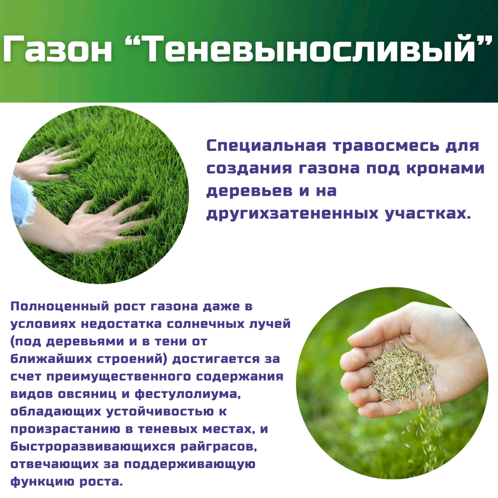 Семена газонной травы, травосмесь Теневыносливый газон, 1 кг/овсяница красная, овсяница тростниковая, фестулолиум, райграс однолетний, овсяница луговая, райграс пастбищный/Газон Сити