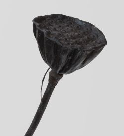 TR 603M Росток семени Лотоса