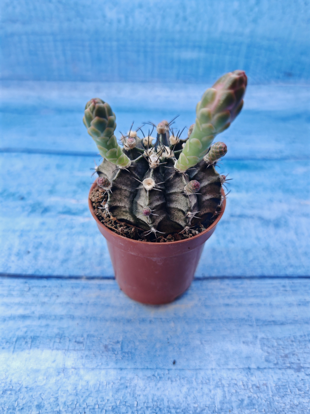 Gymnocalycium Friedrichii (Гимнокалициум)