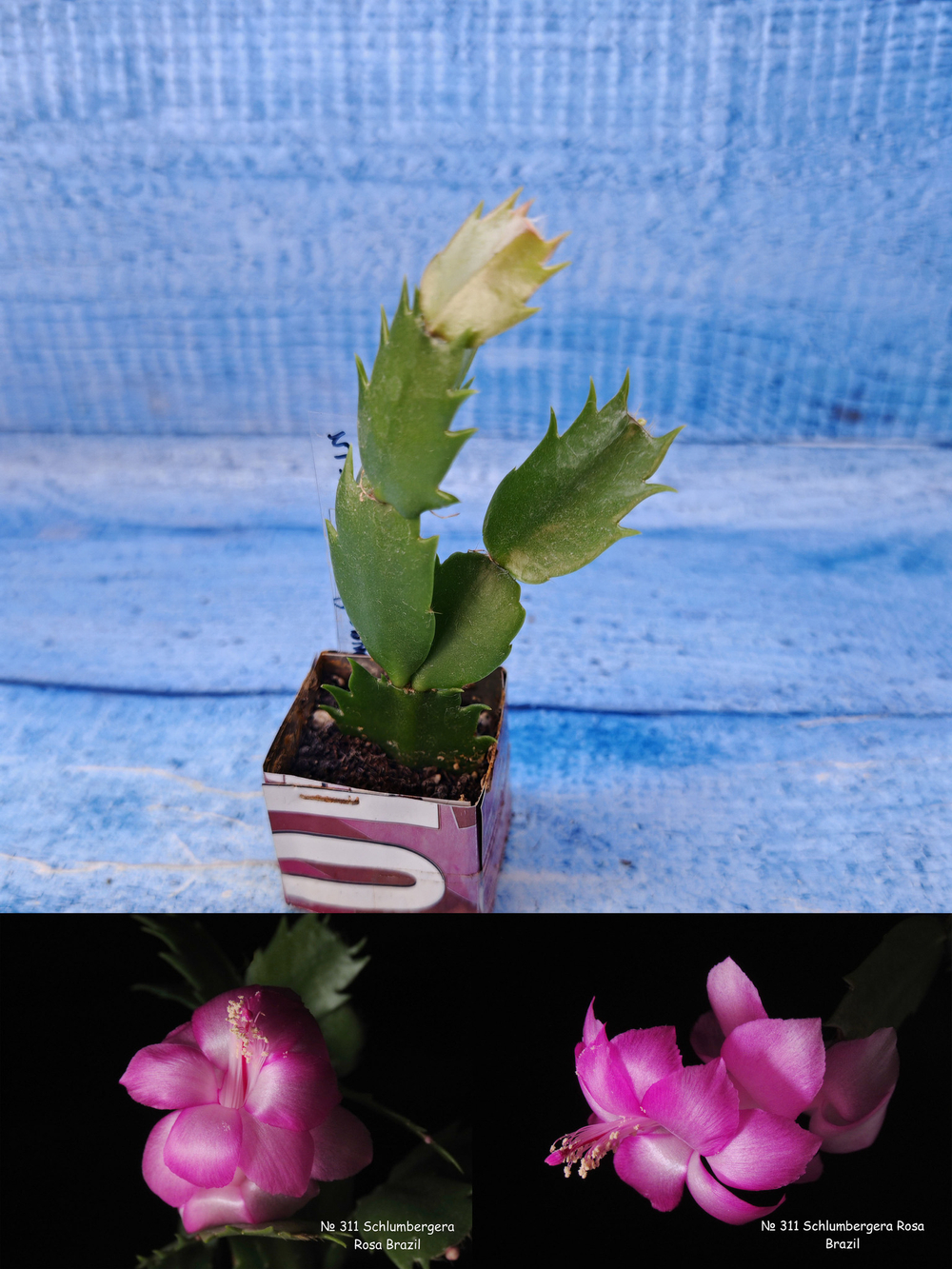 Schlumbergera cv. Rosa Brazil (Шлюмбергера)