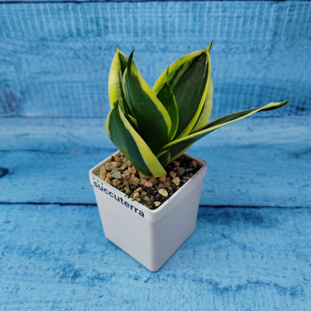 Sansevieria Hahnii Jade Marginata (Сансевиерия)
