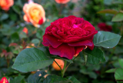 Роза Дарси Басселл Rosa Darcey Bussell