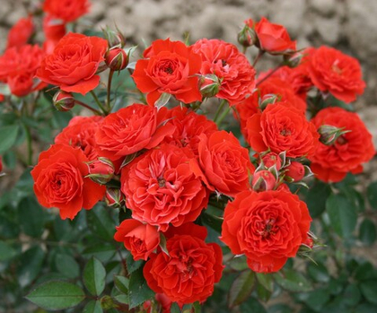 Роза Оранж Бэбифлор миниатюрная