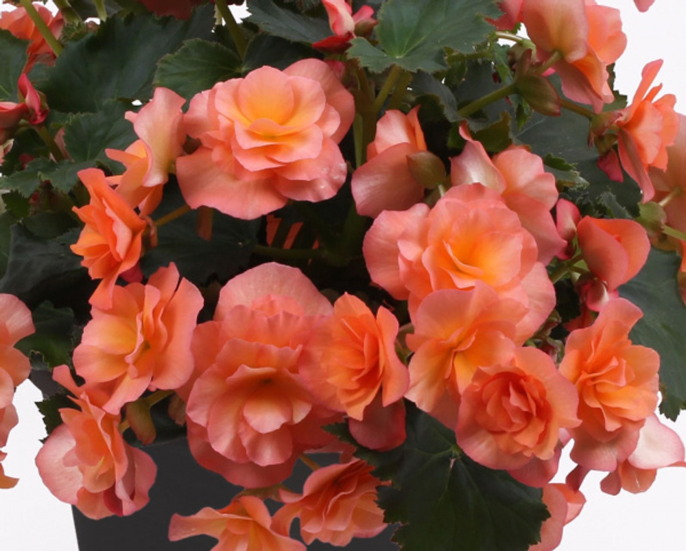 Бегония Solenia Apricot ОКС укорененный черенок