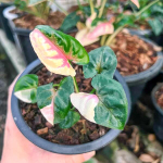 Сингониум CHRISTMAS VAR