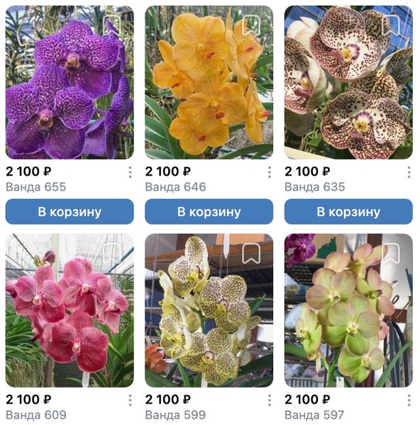 Немного ванд добавилось в предзаказ орхидей на май