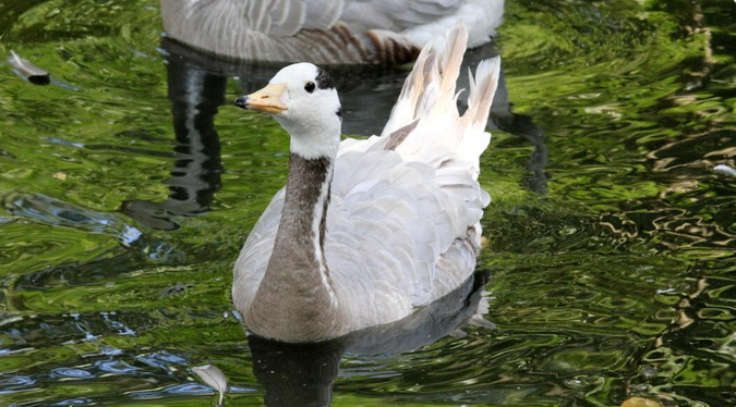 Как выбрать чучела для весенней охоты на гуся: материалы, размеры и расстановка