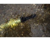 Фонарь Armytek Predator White (F01604C)
