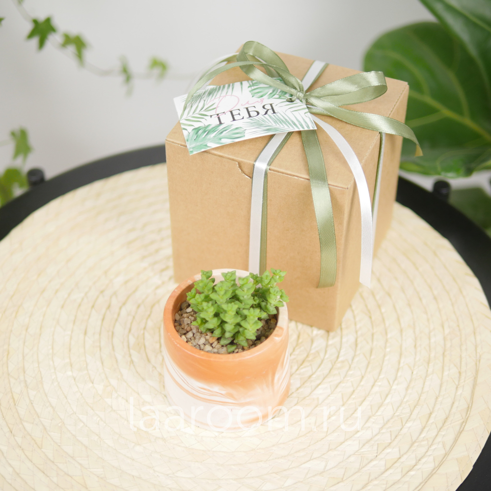 Суккулент в кашпо №7