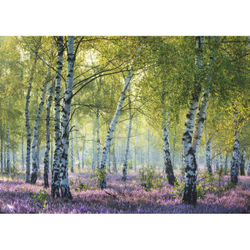 Ravensburger - Пазл Березовый лес 1000 шт. 167531