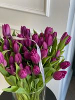 Тюльпаны классика - фиолетовый цвет