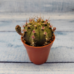 Gymnocalycium Friedrichii (Гимнокалициум)