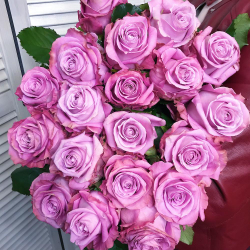 Фиолетовая роза Эквадор 60см