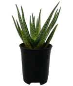 Алоэ Брокада