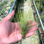 Тилландсия Funky One (andreana x funckiana)