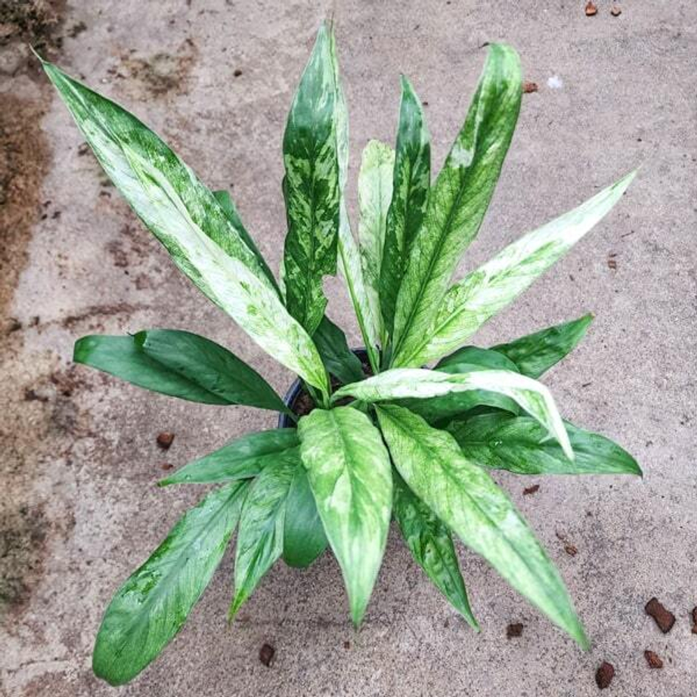 Спатифиллум SENSATION VAR (В17)