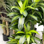 Драцена лайм 5 стволов 170 см.