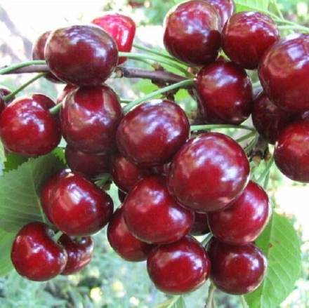 Черешня АДЕЛИНА