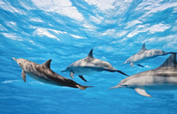 Коллекция Подводный мир