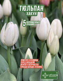 Тюльпан Хакуун, 5штук,