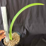 Сансевиерия CANARICULATA VAR